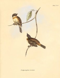 Ornitología: El "Pachyramphus minimus" de la familia de las hayas descrito por Charles Darwin durante su viaje de exploración a bordo del Beagle. Lámina de "The Zoology of the voyage of H.M.S. Beagle under the command of Captain Fitzroy during the years 18 de Unbekannter Künstler