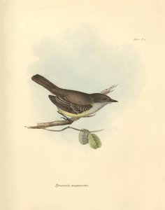 Ornitología: La "Tyrannula magnirostris" de la familia de las aves descrita por Charles Darwin durante su viaje de exploración a bordo del Beagle. Lámina de "The Zoology of the voyage of H.M.S. Beagle under the command of Captain Fitzroy during the years 1 de Unbekannter Künstler