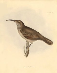 Ornitología: La "Upercerthia dumetaria" descrita por Charles Darwin durante su viaje de exploración a bordo del Beagle. Lámina de "The Zoology of the voyage of H.M.S. Beagle under the command of Captain Fitzroy during the years 1832 to 1836 edited and supe