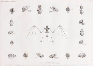 Osteología de murciélagos en Egipto