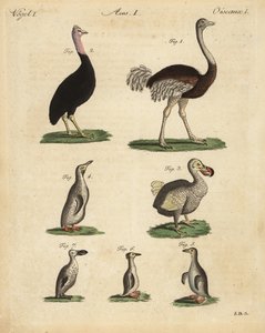 Avestruz, Struthio camelus, casuario, Struthio casuarius, dodo extinto, Raphus cucullatus, y especies de pingüino de Unbekannt