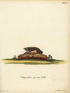 Murciélago lanudo pintado, Kerivoula picta. Vespertilio pictus Linn. Grabado en cobre coloreado a mano por Jakob Andreas Eisenmann a partir de una ilustración de Jacques de Seve. de Johann Christian Daniel Schreber