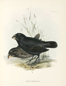 Pareja de pinzones de tierra grandes, Islas Galápagos, c. 1832-1836 de Unbekannt