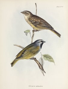 Pareja de gorriones o pinzones, c. 1832-1836 de Unbekannt