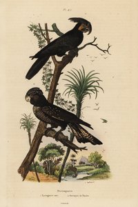 Cacatúa de palma, Probosciger aterrimus, y cacatúa negra de cola roja, Calyptorhynchus banksii de Unbekannt