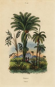Palmeras: palmera datilera, Phoenix dactylifera 1, especie Attalea 2, y especie Geonoma 3 de Unbekannt