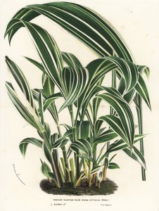 Palmera, Setaria palmifolia (Panicum plicatum foliis level-vittatis). Litografía coloreada a mano de la obra de Louis van Houtte y Charles Lemaire Flores de los jardines e invernaderos de Europa, Flore des Serres et des Jardins de l