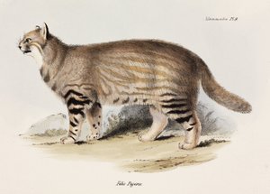Gato de las pampas, América del Sur, c. 1832-1836 de Unbekannt