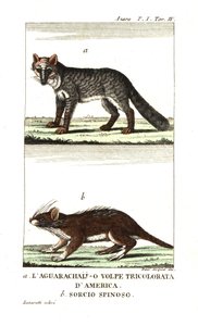 Zorro de las pampas o aguarachay de Unbekannter Künstler