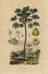 Árbol de papaya con fruta y sección transversal de la fruta de Unbekannt
