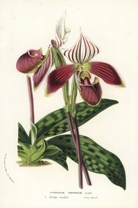 Orquídea Paphiopedilum purpurpuratum (Cypripedium purpuratum). Litografía coloreada a mano de la obra de Louis van Houtte y Charles Lemaire Flores de los jardines e invernaderos de Europa, Flore des Serres et des Jardins de l
