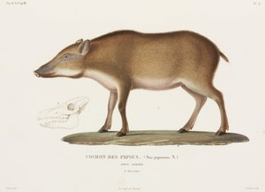 Cerdo de Papúa, Nueva Guinea de Unbekannter Künstler