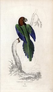Periquito pumpadour, Prosopeia tabuensis. Psittacus tabuensis. Litografía de Joseph Kidd, basada en un dibujo de John Audubon, en Miscellany of Natural History: Parrots, Sir Thomas DiK Lauder and Captain Thomas Brown, publicada en Edimburgo, Escocia, en 18