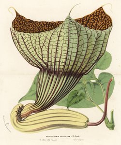 Pararistolochia goldieana (Aristolochia goldieana). Litografía coloreada a mano de la obra de Louis van Houtte y Charles Lemaire Flores de los jardines e invernaderos de Europa, Flore des Serres et des Jardins de l