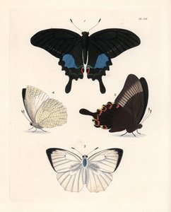 Mariposa pavo real de París, Papilio paris 1,2, y emigrante moteada, Catopsilia pyranthe 3.4. Litografía coloreada a mano de la nueva edición de John O. Westwood de "Illustrations of Exotic Entomology" de Dru Drury, Bohn, Londres. de Unbekannter Künstler