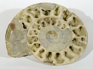 Parkinsonia (Amonite) encontrado en Dorset, Período Jurásico Medio