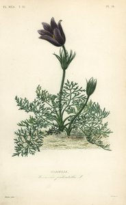 Flor de pascua o sangre de danés, Anemone pulsatilla, Pulsatille de Unbekannt