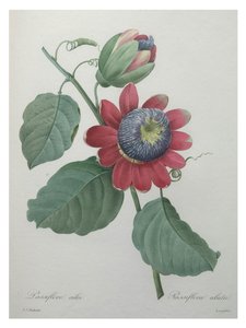 Flor de la Pasión