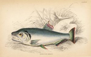 Payara, Hydrolycus armatus (Hidroción de dientes fuertes, Hydrocyon armatus). Grabado en acero coloreado a mano por W.H. Lizars a partir de una ilustración de James Stewart de Fishes of Guiana de Robert Schomburg, parte de la Naturalist