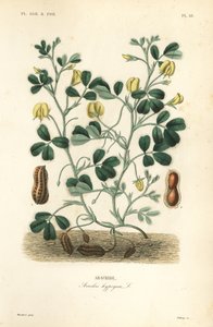 Cacahuete o maní, Arachis hypogaea de Unbekannt
