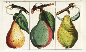 Variedades de pera, Pyrus communis. de Unbekannter Künstler