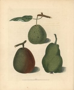 Variedades de pera, Pyrus communis: Cressan, Gansell