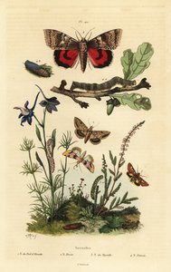 Flor de guisante, gusano del algodón, polilla amarilla y gran polilla amarilla, larva y pupa de Unbekannt
