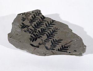 Pecopteris (Fronda de Gimnosperma) encontrada en Camerton, Somerset, Período Carbonífero Superior de Unbekannt