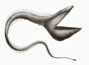 Anguila pelícano o Eurypharynx pelecanoides, un pez de aguas profundas raramente visto por humanos, de 