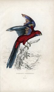 Periquito de Pennant, Psittacus pennantii. Platycercus elegans. de Unbekannter Künstler