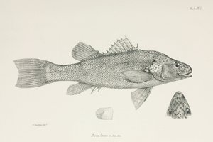 Perca, c. 1832-1836