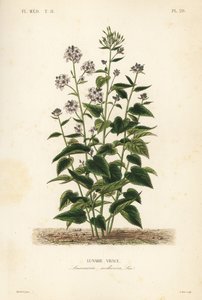 Honestidad perenne, Lunaria rediviva de Unbekannt