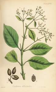 Árbol de corteza peruana o árbol de la quinina, Cinchona officinalis. Litografía coloreada a mano por Henry Sowerby de la Flora Homeopathica de Edward Hamilton, Bailliere, Londres. de Unbekannter Künstler
