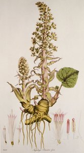 Petasites sp./Petasite de Unbekannt