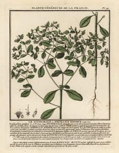 Pequeño tártago, Euphorbia peplus.