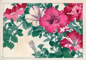 Variedad de petunia (rosa y blanca). Variedades de petunia. Grabado en madera coloreado a mano de la obra de Konan Tanigami "Seiyou Sokazufu" (Álbum pictórico de plantas y flores occidentales: verano), Unsodo, Kioto. de Unbekannter Künstler
