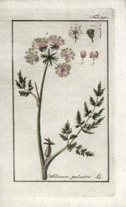 Marisma peucedana o perejil de los pantanos (Selinum marsh). Litografía de "Afbeelding der Artseny-Gewassen" de Johannes Zorn (1739-1799), Países Bajos. de Unbekannter Künstler