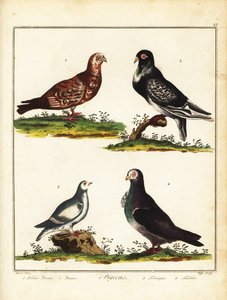 Palomas: Paloma polaca, pouter, ptarmigan y turbit. 1792 (grabado) de Unbekannter Künstler