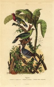 Paloma frutera de cabeza rosada, Ptilinopus porphyreus, paloma verde de Buru, Treron aromaticus, y corazón sangrante de Luzón, Gallicolumba luzonica de Unbekannt