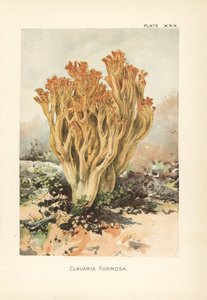 Hongo coral rosa o clavaria hermosa, Ramaria formosa (Clavaria formosa). Cromolitografía según una ilustración botánica de William Hamilton Gibson de su libro Our Edible Toadstools and Mushrooms.