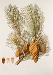 Pinus pinaster/Pino marítimo