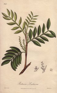 Pistacia lentiscus (Pistacia lentiscus) - Agua fuerte de William Clarke para ilustrar "Medical Botanical, Description of the Medicinal Plants of London, Edinburgh and Dublin" de John Stephenson y James Morss Churchill, publicado en Londres por John Church. de Unbekannter Künstler