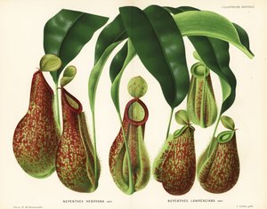 Variedades de plantas de jarra, especies de Nepenthes (Nepenthes henryana, Nepenthes lawrenciana). Cromolitografía de P. de Pannemaeker de l