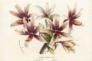Placea ornata, nativa de Chile. Litografía coloreada a mano de la obra de Louis van Houtte y Charles Lemaire Flores de los jardines e invernaderos de Europa, Flore des Serres et des Jardins de l