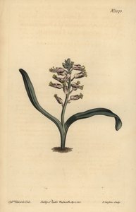 Lachenalia de hojas simples, Lachenalia unicolor de Unbekannt