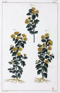 Plantas medicinales, China de Unbekannt