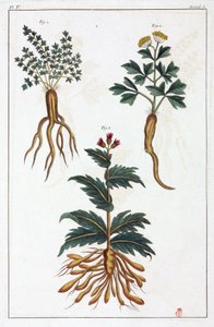 Plantas medicinales, China