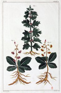 Plantas medicinales, China