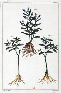 Plantas medicinales, China de Unbekannt