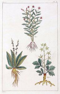 Plantas medicinales, China de Unbekannt